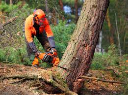 Best Tree Removal  in Bridgeport, PA