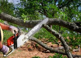 Reliable Bridgeport, PA  Tree Services Solutions